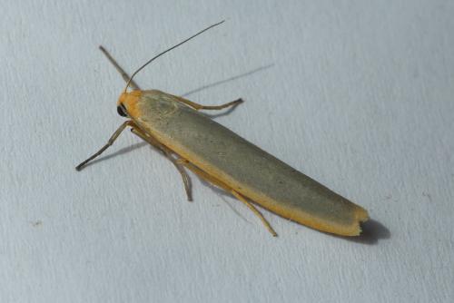 Eilema complana
